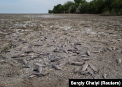 Погибшая рыба после начала процесса обмеления Каховского водохранилища