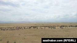 Turkmenistan -- Herd of sheeps, undated