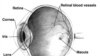 Глаз человека: retina – сетчатка, iris – радужка, cornea – роговица, lens – хрусталик.