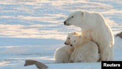 Canada – A female polar bear with two cubs near Churchill, Canada, November 2010