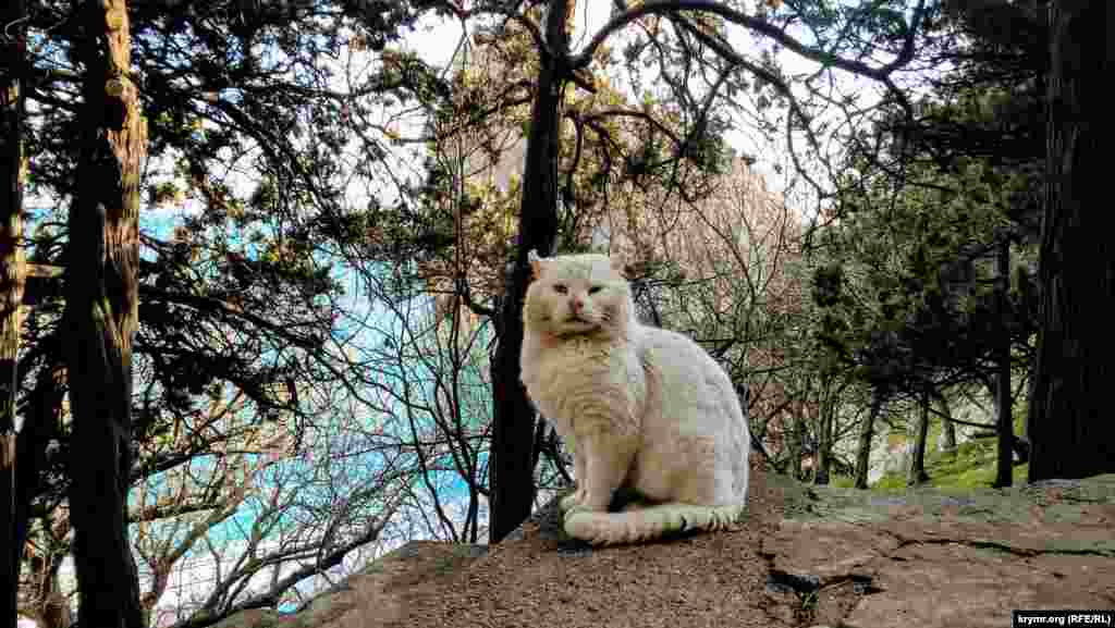 Беспризорные коты и кошки ‒ символ Симеиза, ведь город расположен у горы Кошка