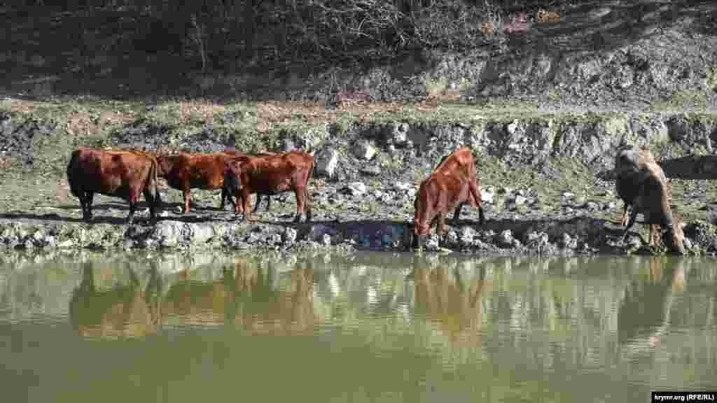 Домашний скот на водопое у пруда в Байдарской долине