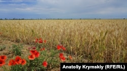 Пшеничное поле в Крыму