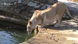 Куда делась вода из Тайганского водохранилища? (видео)