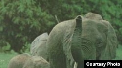 Африканский слон (Loxodonta africana) – самое крупное из современных хоботных животных.